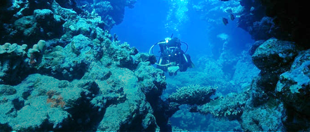 AGAflex podwodny świat